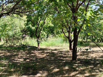 BAHÇELİ'DE 10 DÖNÜM ARAZİ ÜZERİNDE, MEYVE BAHÇELİ MÜSTAKİL ÇİFTLİK EVİ