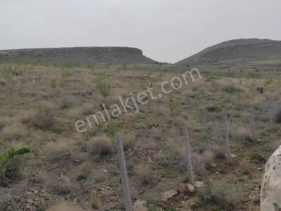 BOR GÖKBEZ'DE, TARLA FİYATINA, VERİME BAŞLAMIŞ 21.5 DÖNÜM ACİL SATILIK BADEM BAHÇESİ