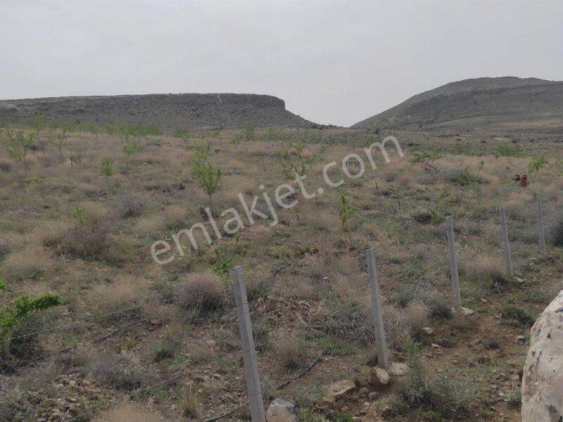 BOR GÖKBEZ'DE, TARLA FİYATINA, VERİME BAŞLAMIŞ 21.5 DÖNÜM ACİL SATILIK BADEM BAHÇESİ