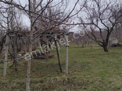 GÜMÜŞLER'DE, İÇİNDE KONTEYNERİ OLAN, YATIRIMLIK MEYVE BAHÇESİ