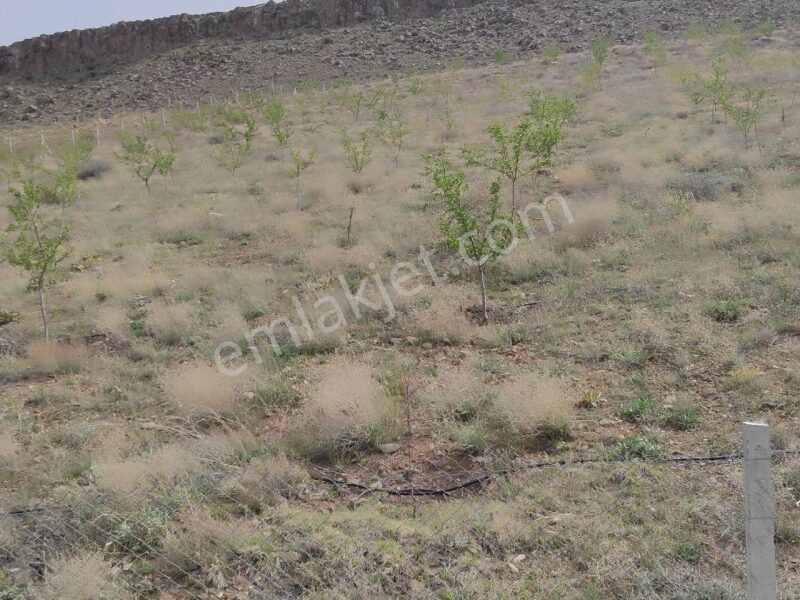 BOR GÖKBEZ'DE, TARLA FİYATINA, VERİME BAŞLAMIŞ 21.5 DÖNÜM ACİL SATILIK BADEM BAHÇESİ