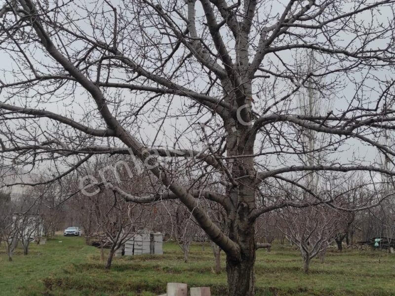 GÜMÜŞLER'DE, İÇİNDE KONTEYNERİ OLAN, YATIRIMLIK MEYVE BAHÇESİ