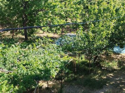 BAHÇELİ'DE 10 DÖNÜM ARAZİ ÜZERİNDE, MEYVE BAHÇELİ MÜSTAKİL ÇİFTLİK EVİ