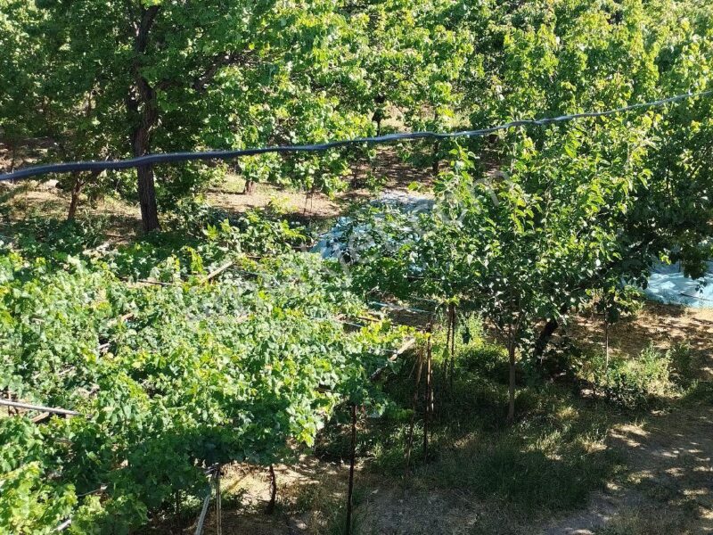 BAHÇELİ'DE 10 DÖNÜM ARAZİ ÜZERİNDE, MEYVE BAHÇELİ MÜSTAKİL ÇİFTLİK EVİ