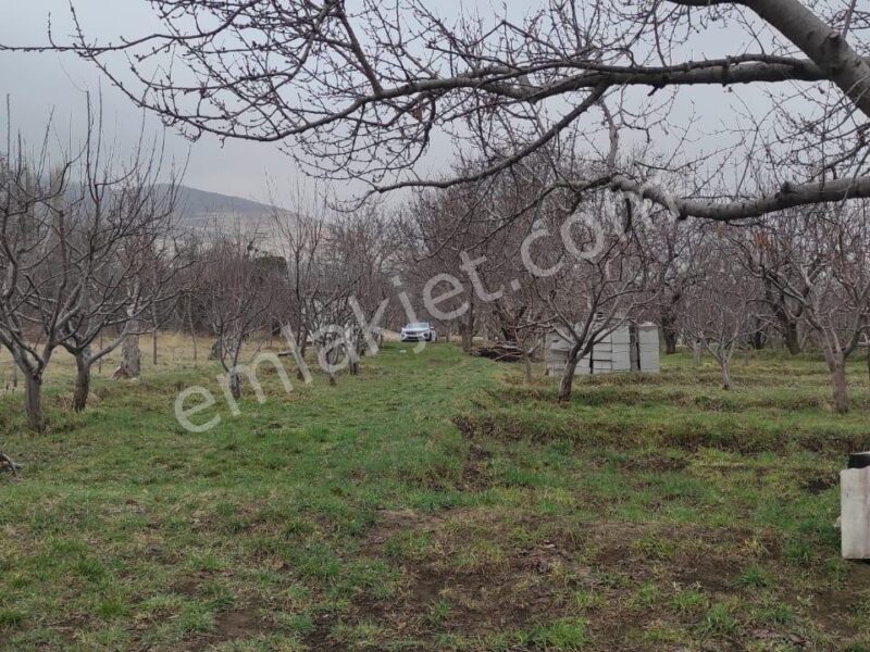 GÜMÜŞLER'DE, İÇİNDE KONTEYNERİ OLAN, YATIRIMLIK MEYVE BAHÇESİ