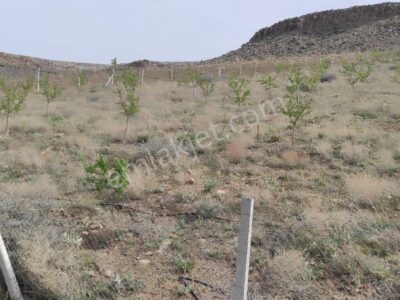 BOR GÖKBEZ'DE, TARLA FİYATINA, VERİME BAŞLAMIŞ 21.5 DÖNÜM ACİL SATILIK BADEM BAHÇESİ