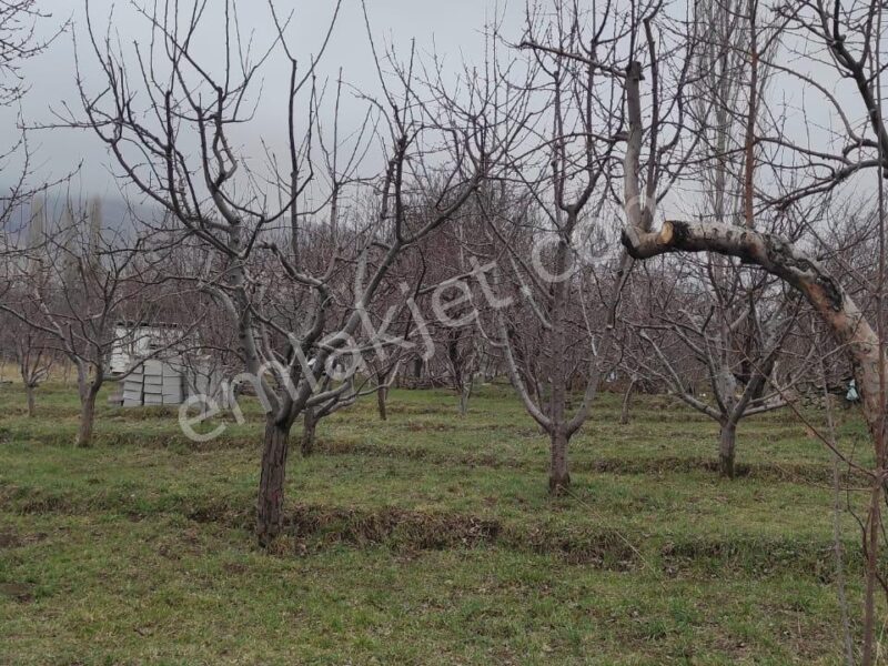 GÜMÜŞLER'DE, İÇİNDE KONTEYNERİ OLAN, YATIRIMLIK MEYVE BAHÇESİ