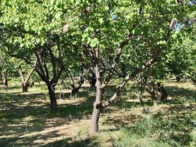 BAHÇELİ'DE 10 DÖNÜM ARAZİ ÜZERİNDE, MEYVE BAHÇELİ MÜSTAKİL ÇİFTLİK EVİ