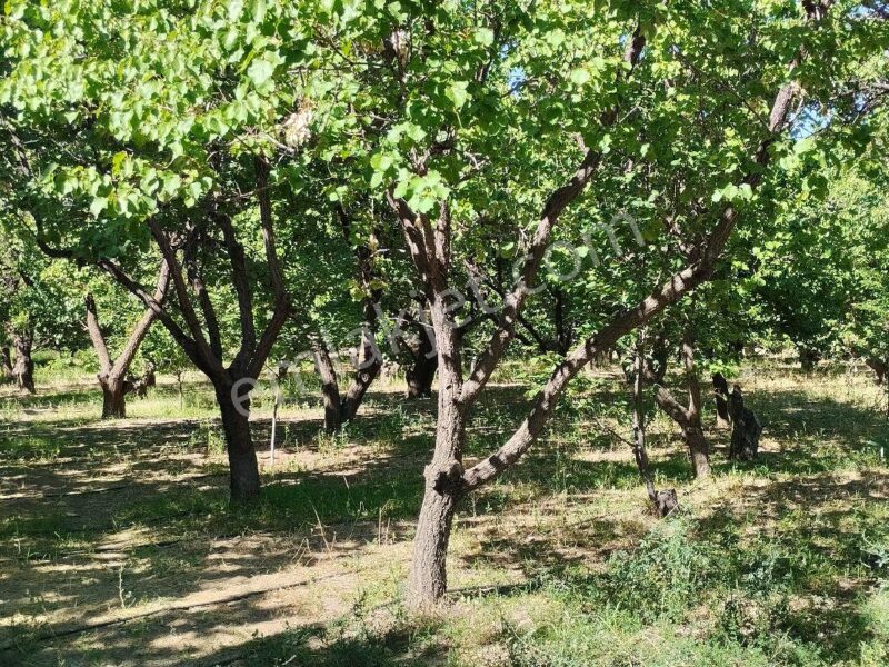 BAHÇELİ'DE 10 DÖNÜM ARAZİ ÜZERİNDE, MEYVE BAHÇELİ MÜSTAKİL ÇİFTLİK EVİ