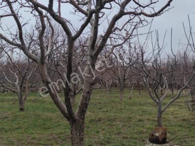 GÜMÜŞLER'DE, İÇİNDE KONTEYNERİ OLAN, YATIRIMLIK MEYVE BAHÇESİ