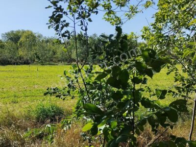 BAHÇELİ'DE 10 DÖNÜM ARAZİ ÜZERİNDE, MEYVE BAHÇELİ MÜSTAKİL ÇİFTLİK EVİ