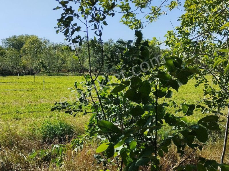 BAHÇELİ'DE 10 DÖNÜM ARAZİ ÜZERİNDE, MEYVE BAHÇELİ MÜSTAKİL ÇİFTLİK EVİ