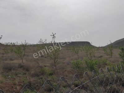 BOR GÖKBEZ'DE, TARLA FİYATINA, VERİME BAŞLAMIŞ 21.5 DÖNÜM ACİL SATILIK BADEM BAHÇESİ