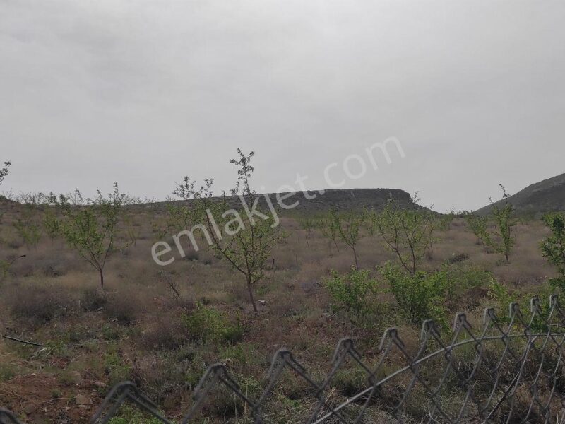 BOR GÖKBEZ'DE, TARLA FİYATINA, VERİME BAŞLAMIŞ 21.5 DÖNÜM ACİL SATILIK BADEM BAHÇESİ