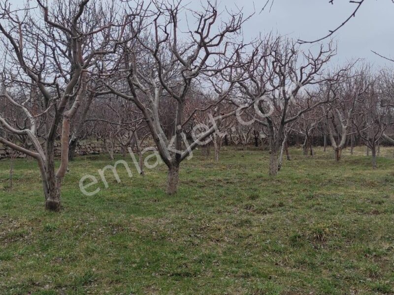 GÜMÜŞLER'DE, İÇİNDE KONTEYNERİ OLAN, YATIRIMLIK MEYVE BAHÇESİ