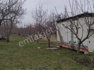 GÜMÜŞLER'DE, İÇİNDE KONTEYNERİ OLAN, YATIRIMLIK MEYVE BAHÇESİ